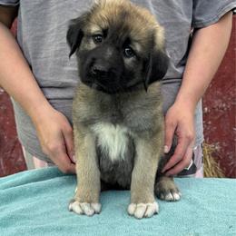 Lips - Gray fawn female Anatolian Shepherd Dog puppy in Rapid River, Michigan from Echolight Australian Shepherds