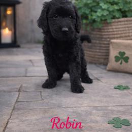 Robin Buckley - Black female Bernedoodle puppy in Bennett, Colorado from Darling Paws, LLC