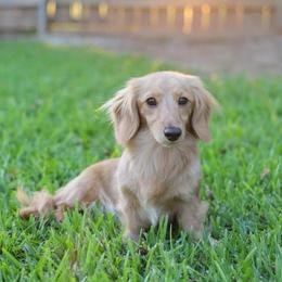Sally - Dachshund