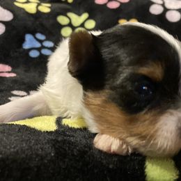 Morkie, Yorkipoo, and Yorkshire Terrier Puppies from Danza Bolo