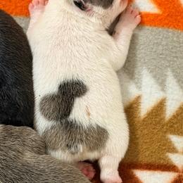 Salem - Fawn and white female French Bulldog puppy in Washington, Pennsylvania from Crooked Pine French Bulldogs