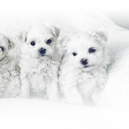 Maltese Puppies from Rockin Rivers AKC Maltese & Malshi's