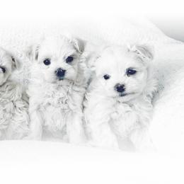 Maltese Puppies from Rockin Rivers AKC Maltese & Malshi's