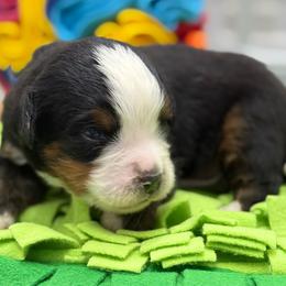 Duke - dark blue collar - Tri-color male Bernese Mountain Dog puppy in Yuciapa, California from AlltheDoodlez_