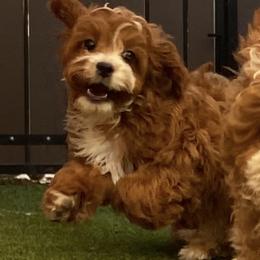 Star - Red female Cavapoo puppy in Gilbert, Arizona from Dani’s Dawgs
