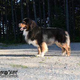 Chaos - Australian Shepherd