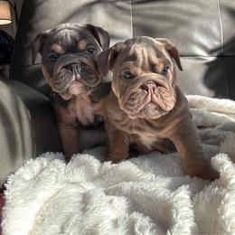 Classy Sassy - Lilac tri-color female Bulldog puppy in Seattle, Washington from mama Myra bulldogs