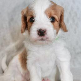 Cavalier King Charles Spaniel and Cavapoo Puppies from Ethan McBride