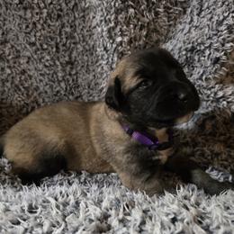 Girl 3- Velvet - Fawn female Anatolian Shepherd Dog puppy in La Grange, Georgia from Florida Anatolian Shepherds