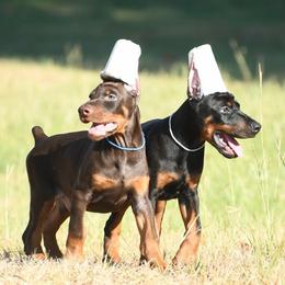 Major-Draco - Red and rust male Doberman Pinscher puppy in Overton, Texas from Obsidian Kennel