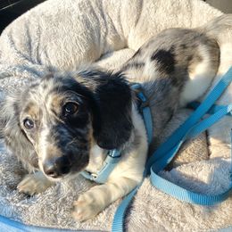 Junie - Dachshund