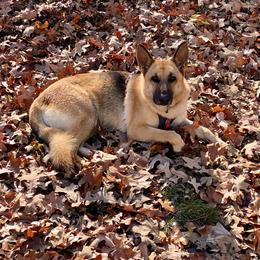 German Shepherd and Miniature Australian Shepherd All Grown Up from Taylor Pevehouse