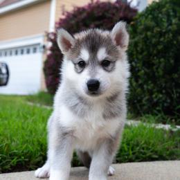Nosk - Gray and white male Siberian Husky puppy in Greenville, North Carolina from Ivie Huskies