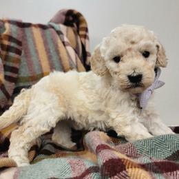 Ophelia - Cream female Goldendoodle puppy in Temecula, California from Oodles O'Doodles