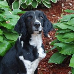 Tulip - English Springer Spaniel