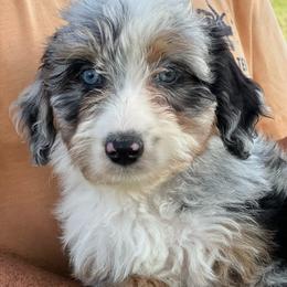Bonbon - Blue merle female Aussiedoodle puppy in Omro, Wisconsin from Crystal Ridge Doodles