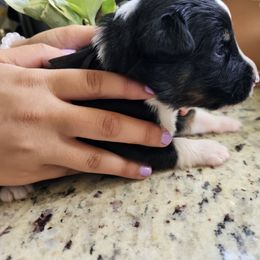 Apple - Black tri male Miniature Australian Shepherd puppy in Lithia, Florida from Waterford Doodle Farm