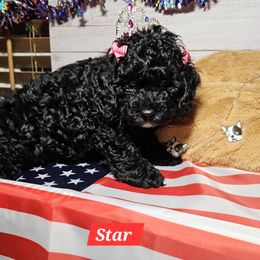 Star - Black female Cockapoo puppy in Holden, Missouri from Rouffman Doodles