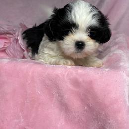 Zoe girl 1 - Black and white female Shih Tzu puppy in Zeigler, Illinois from Dandy Little  Shih Tzu, Shih Poo's and Toy Poodles