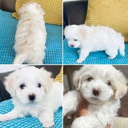 Boy 1 - White male Maltipoo puppy in Las Vegas, Nevada from Maltipoo_vegas