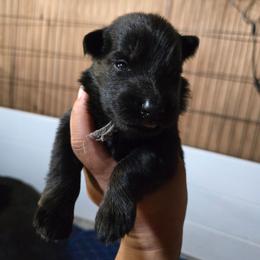 Vixen - Mint Collar Female - Bi-color female German Shepherd puppy in Hawthorne, Florida from Lace's High Flying German Shepherds And Golden Retrievers