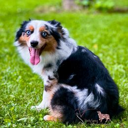 Denali - Miniature Australian Shepherd