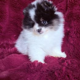 Cash - Tri-colored male Pomeranian puppy in Waterloo, Indiana from Garcias Pomeranian