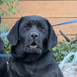 Macarena - Labrador Retriever