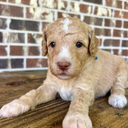 Blue Boy - Apricot male Goldendoodle puppy in Huntsville, Alabama from Winchester Doodles