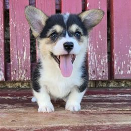 Ruby - Black and tan female Pembroke Welsh Corgi puppy in Anton, Texas from X Bar's Lil Legs of Texas