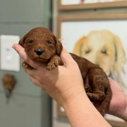 June - Red  female Goldendoodle puppy in Wharton, Texas from Little Fur Friends