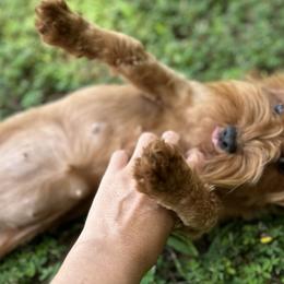 Cavapoos, Goldendoodles, and Poodles from Pearls & Curls doodles & poodles