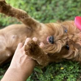 Cavapoos, Goldendoodles, and Poodles from Pearls & Curls doodles & poodles