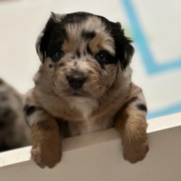 Jingle  (Christmas babies) - Blue merle female Miniature Australian Shepherd puppy in Charlestown, Indiana from Forever Aussies and A Doodle