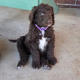 Diva -purple collar - Brown female Bernedoodle puppy in Aurora, Colorado from Simply Amazing Doodles