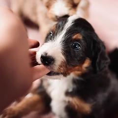 Bernedoodle, Bordoodle, and Golden Retriever Puppies from Golden Light Puppies
