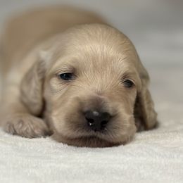Alvin - Cream Dachshund puppy in Perry, Georgia from Monahan Dachshunds