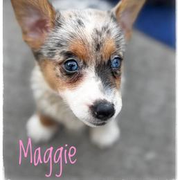 Maggie - Blue merle and white female American Corgi puppy in Nortonville, Kansas from Low Riders Corgis & Mini Aussies