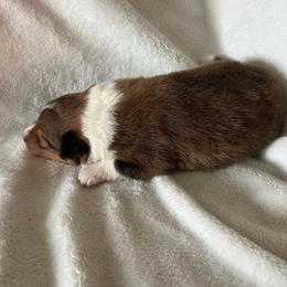 Uno - Sable and white male Shetland Sheepdog puppy in Kerville, Texas from Cedar Hill Kennels