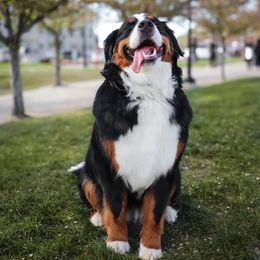 Bernese Mountain Dogs from Rebel Mountain Bernese