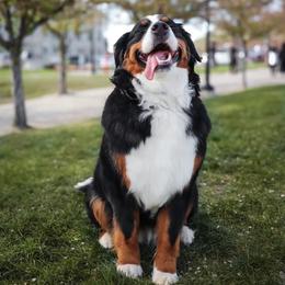 Bernese Mountain Dogs from Rebel Mountain Bernese