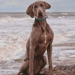 Weimaraners from White Oak Weims