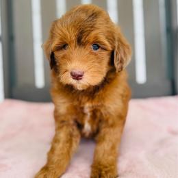 Royal - Merle female Goldendoodle puppy in Auburn, Indiana from Martin’s Doodles