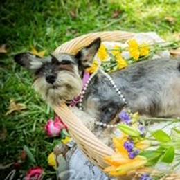 Pearl - Miniature Schnauzer