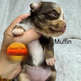 Chihuahua Puppies from Sunset Eves Chihuahuas