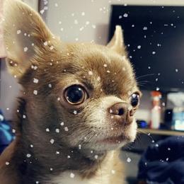 Tinker - Chihuahua