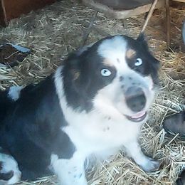 Nelli  - Australian Shepherd