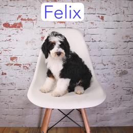 Felix - Black tri-color male Aussiedoodle puppy in Calhoun, Georgia from Happy Top Doodles