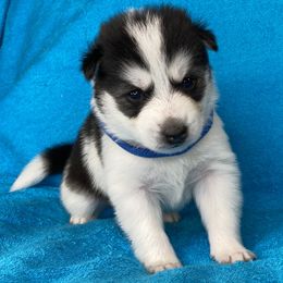 Pomsky Puppies from Brent Bauer