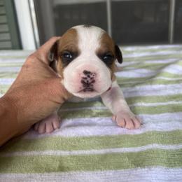 Jameson - Red male American Staffordshire Terrier puppy in Marietta, Georgia from Ambition Amstaffs